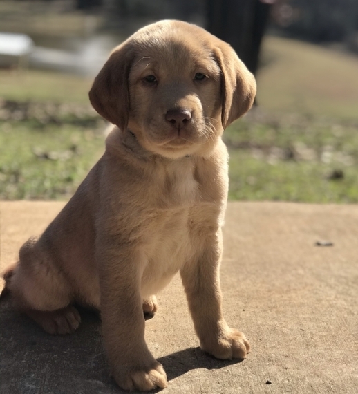 Jackson A Fox Red Male Labrador Retriever Puppy 630356 Puppyspot