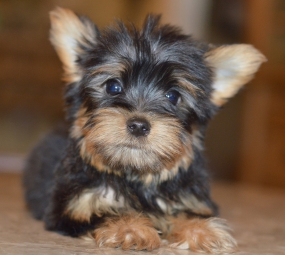 silky terriers near me