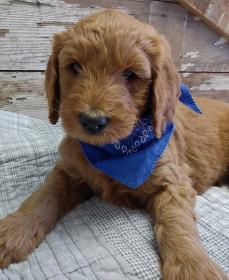 red goldendoodle puppy