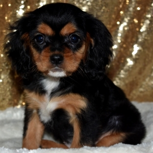 puppyspot cavalier king charles spaniel