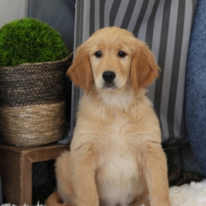 Joker A Golden Male Golden Retriever Puppy 632406 Puppyspot