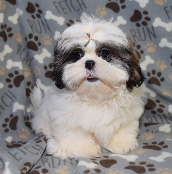 puppyspot shih tzu