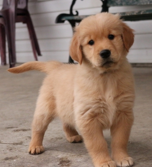 low cost puppy vaccinations