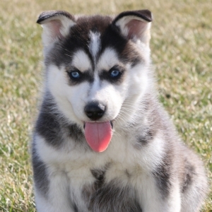 poodle terrier mix dog
