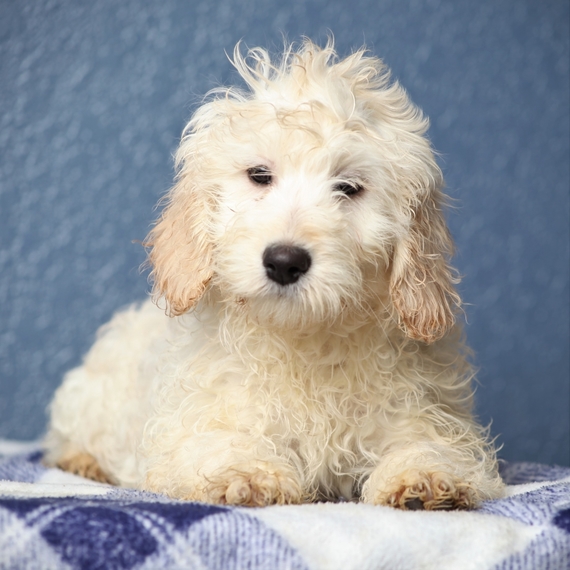 willow goldendoodles