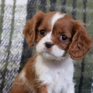 puppyspot cavalier king charles spaniel
