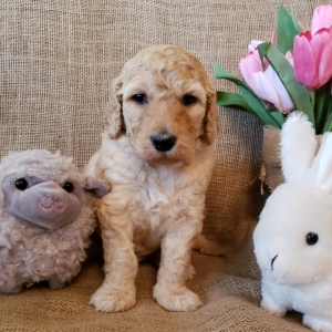 light apricot goldendoodle