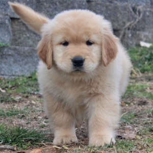 Zoe A Golden Female Golden Retriever Puppy 634356 Puppyspot