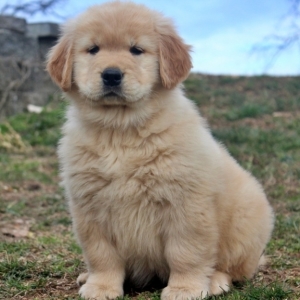 Zoe A Golden Female Golden Retriever Puppy 634356 Puppyspot