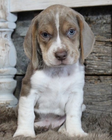 skyview beagles for sale