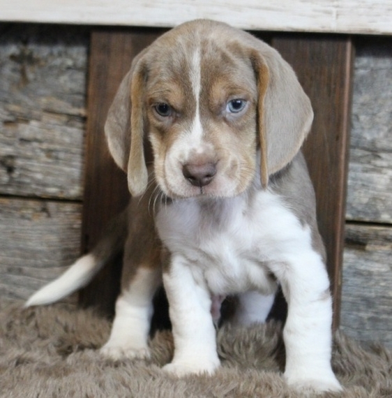 skyview beagles for sale