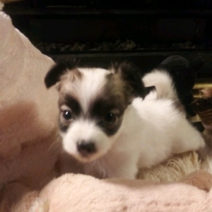 papitese for sale near me