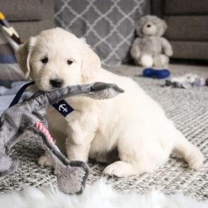 golden retriever junior