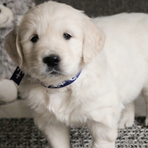 happy dog medium junior