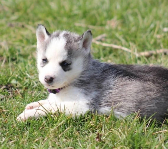 puppyspot husky