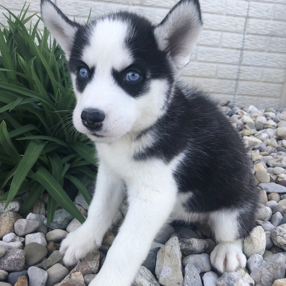 puppyspot husky
