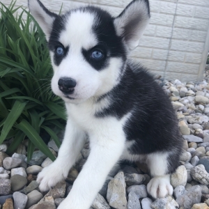 male husky puppy
