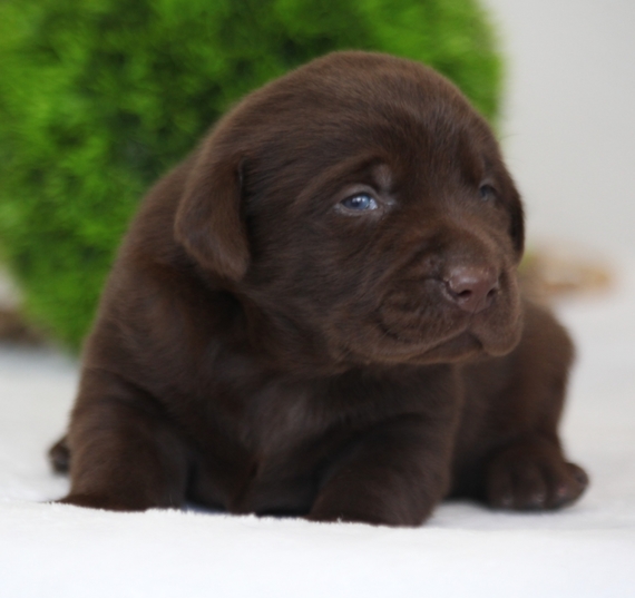 Hershey, a Chocolate Female Labrador Retriever Puppy 640746 PuppySpot
