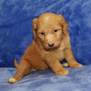 golden aussiedoodle puppies