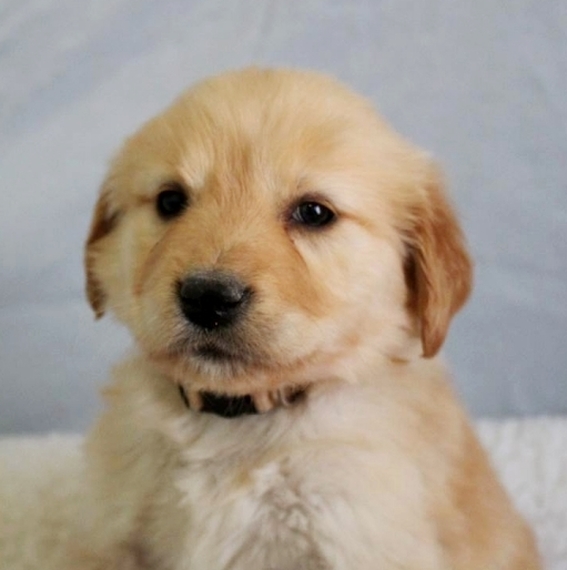 autumn golden retrievers