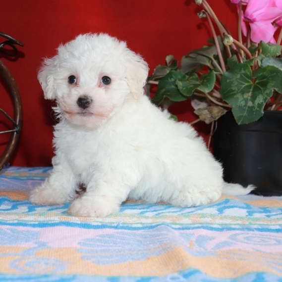 Rita Bichon Frise Puppy 642796 Puppyspot Rita Bichon Frise Puppy 642796 Puppyspot