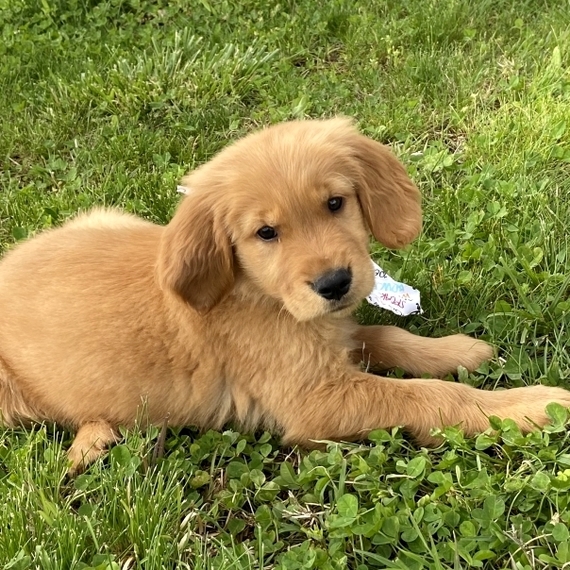 Jefferson A Dark Golden Male Golden Retriever Puppy 643636 Puppyspot