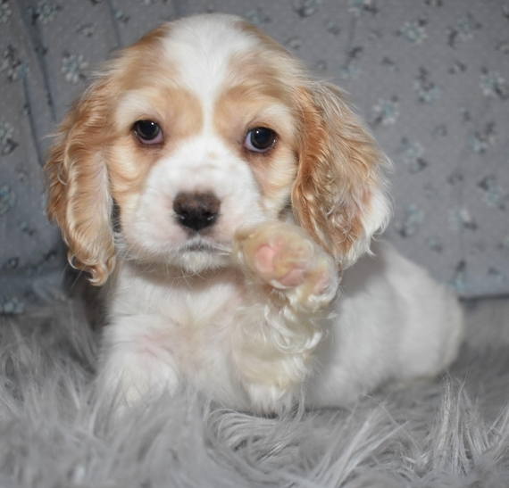 caramel cocker spaniel