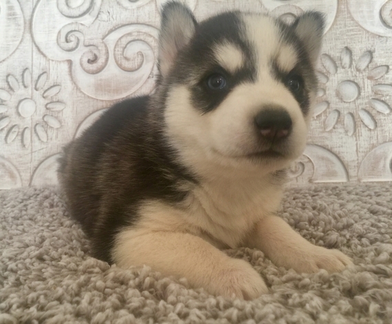 Avalon A Black White Female Siberian Husky Puppy 644556 Puppyspot
