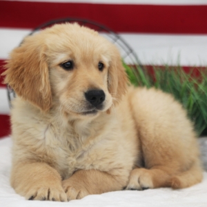 Drake A Golden Male Golden Retriever Puppy 645746 Puppyspot