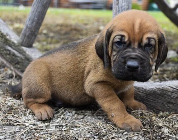 baby bloodhound puppies