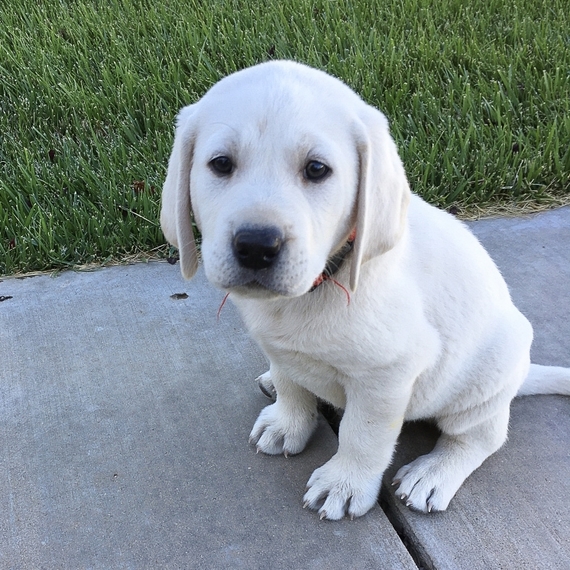 JJ, a English Cream Male Labrador Retriever Puppy 646646 PuppySpot