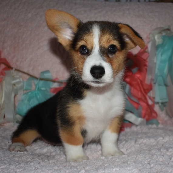 Ava A Black Tan White Female Pembroke Welsh Corgi Puppy 646946 Puppyspot