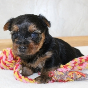 yorkshire terrier family