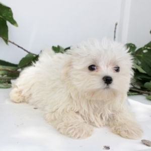 Antonella Maltese Puppy 647026 Puppyspot