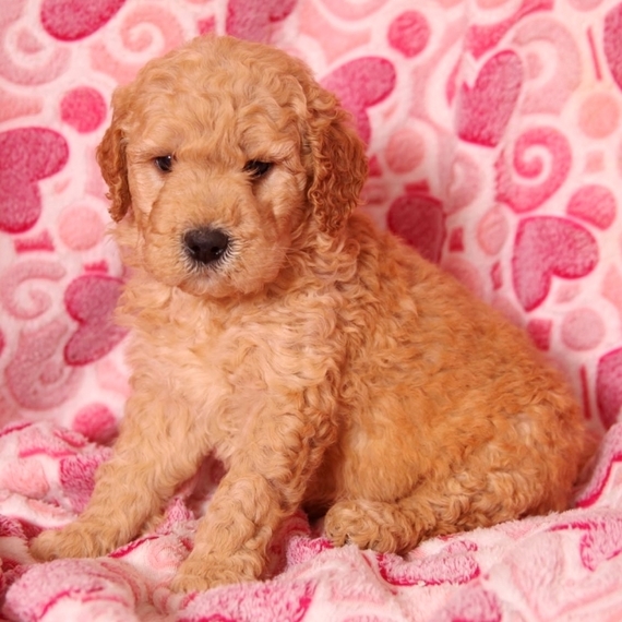 curly goldendoodle