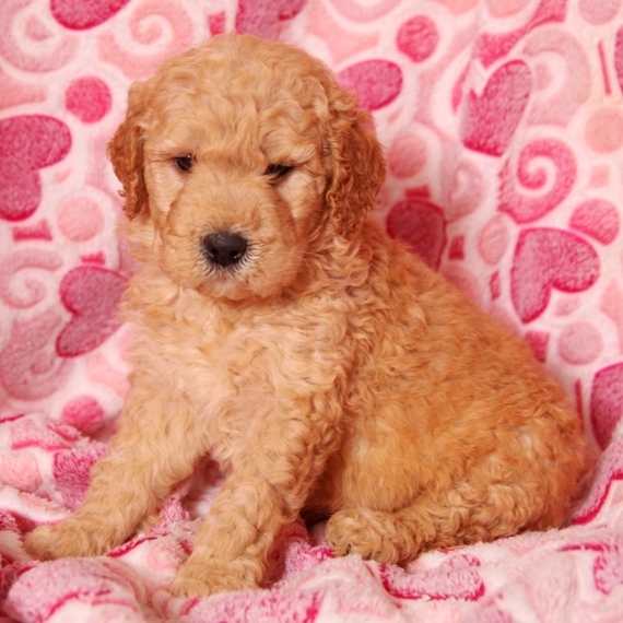 Curly Goldendoodle Puppy 647096 | PuppySpot
