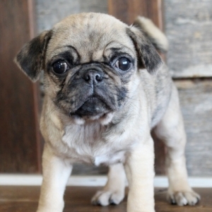 merle pug puppies for sale