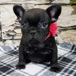 Chelsea A Black Female French Bulldog Puppy 647566 Puppyspot
