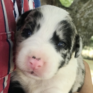 Jep Border Collie Puppy 647816 Puppyspot