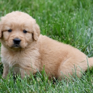 Nick A Dark Golden Male Golden Retriever Puppy 648166 Puppyspot