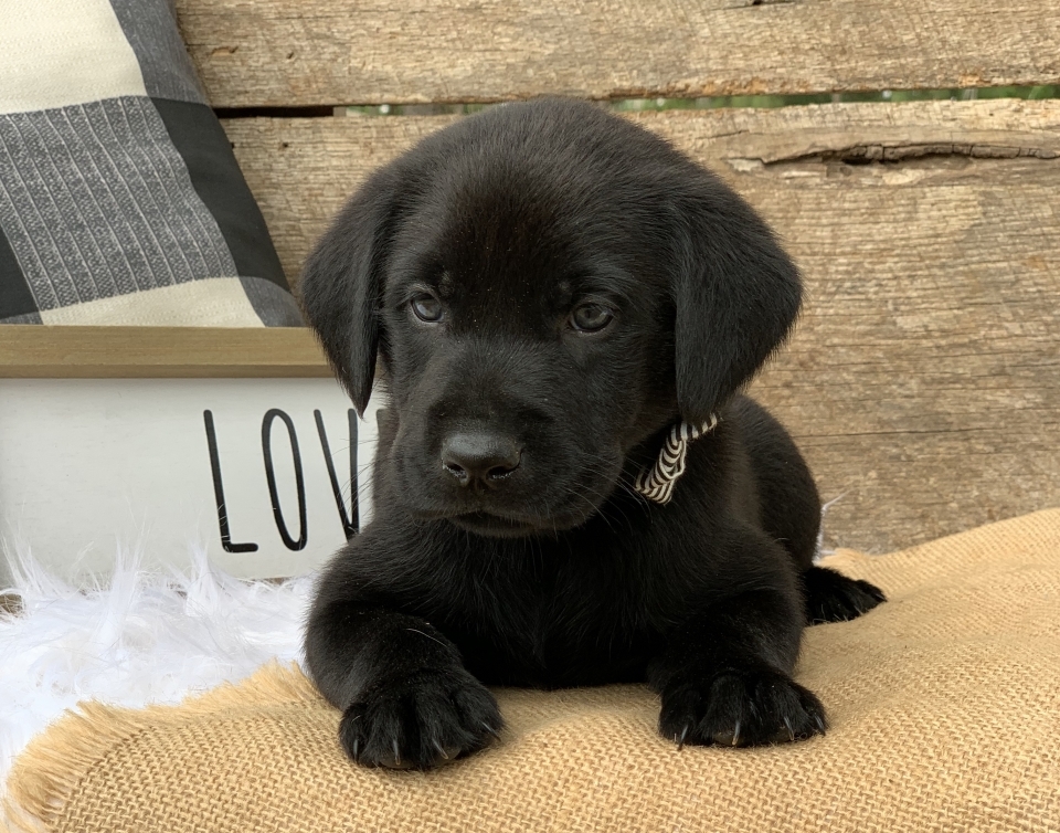 Moose A Black Male Labrador Retriever Puppy 648296 Puppyspot Moose A Black Male Labrador Retriever Puppy 648296 Puppyspot