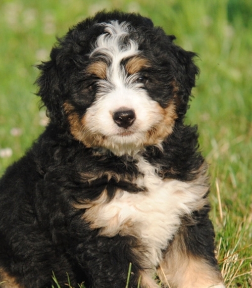 Luckie, a Black Tan & White Male Bernedoodle Puppy 648546 | PuppySpot