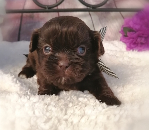 chocolate shih poo