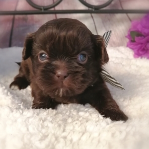 chocolate liver shih tzu