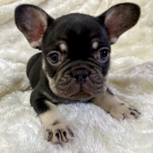 french kisses bulldogs