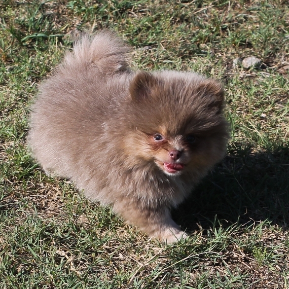Prince Pomeranian Puppy 648996 | PuppySpot Newborn Pomeranian