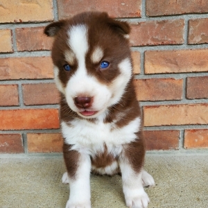 puppyspot husky