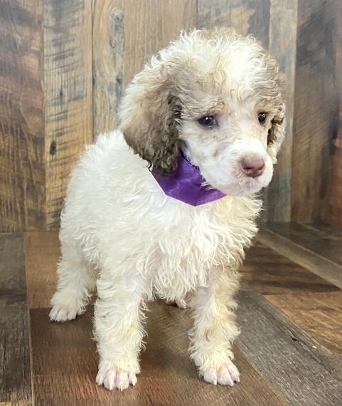 Tammys toy poodles Clearance