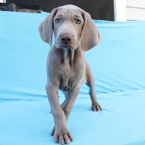 docked weimaraner puppies for sale