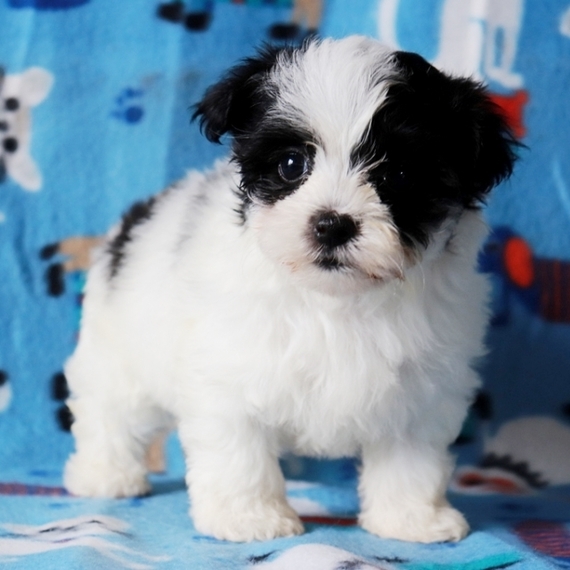 black and white morkie